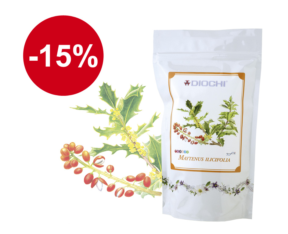 !!BLESKOVKA: Maytenus ilicifolia