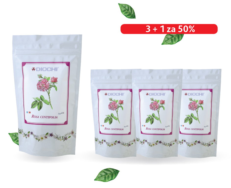 AKCE: Rosa centifolia 3+1 za 50%