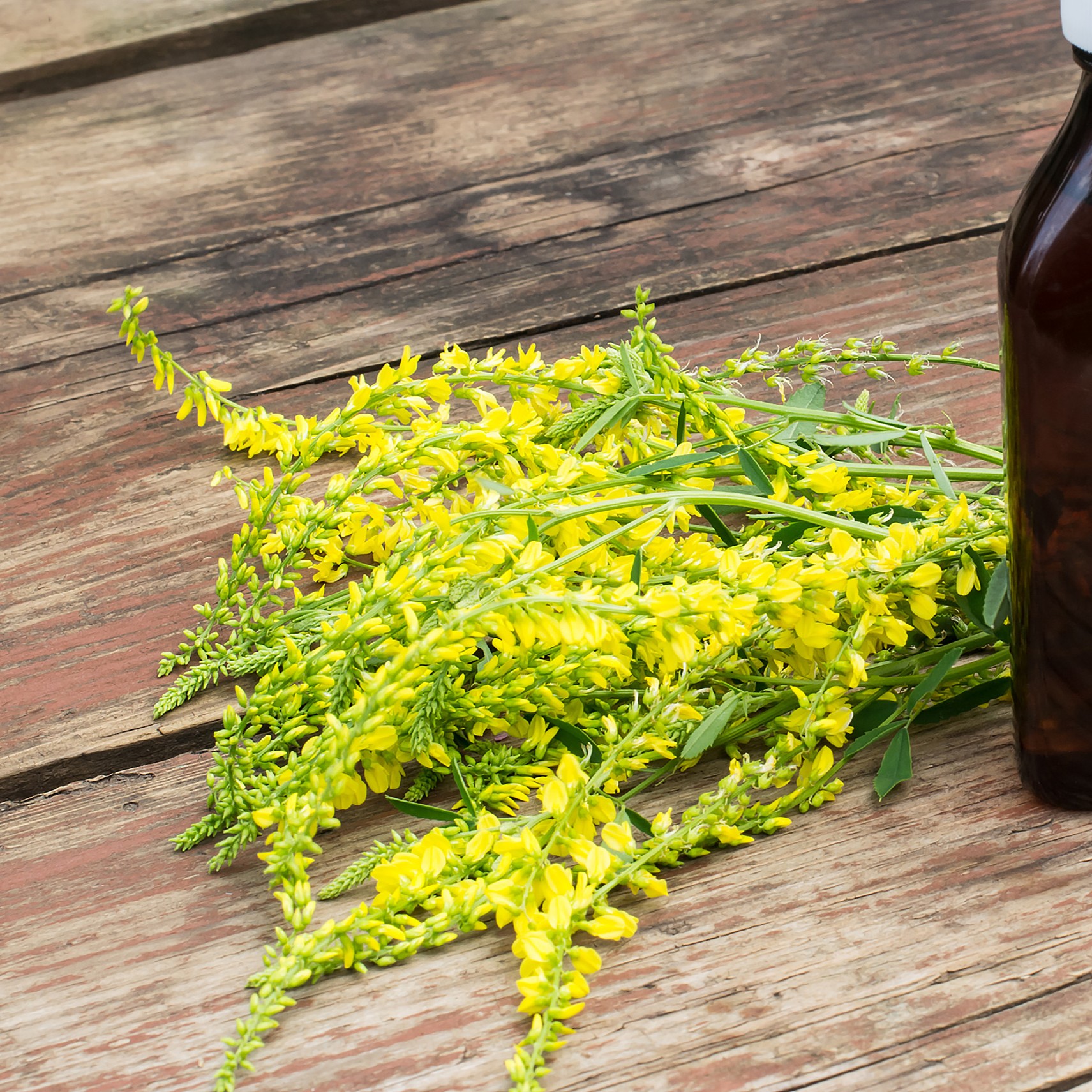 Komonice lékařská